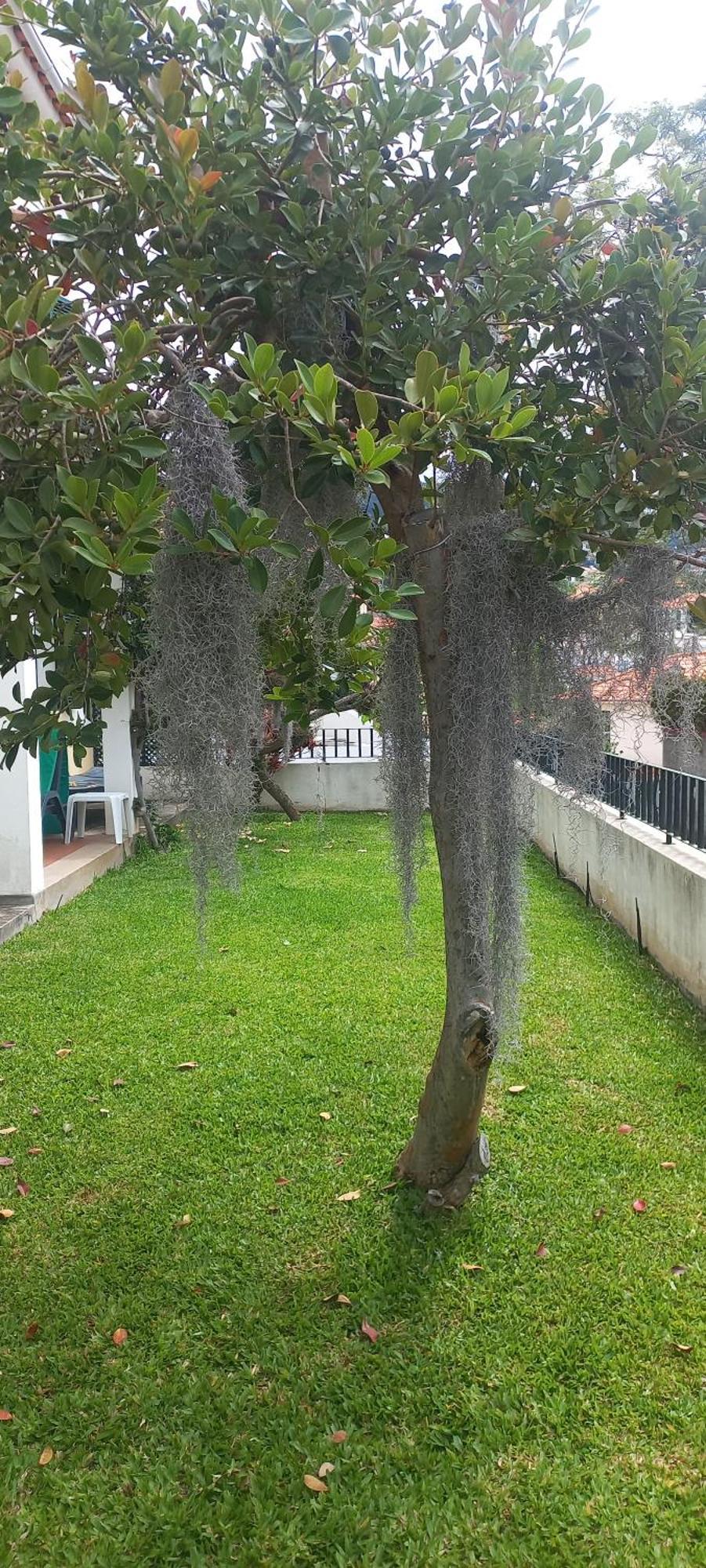 Villa Cosy Nook Funchal  Esterno foto